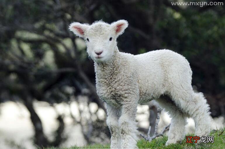 孕妇梦见绵羊 星期一风水堂:2016年10月21日