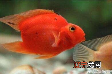 风水堂:金鱼养几条好风水鱼缸