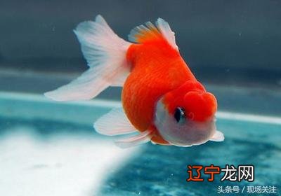 风水堂:金鱼养几条好风水鱼缸