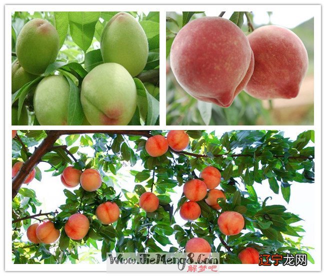 女人梦见分桃子好不好有什么说法？预示你会财运亨通