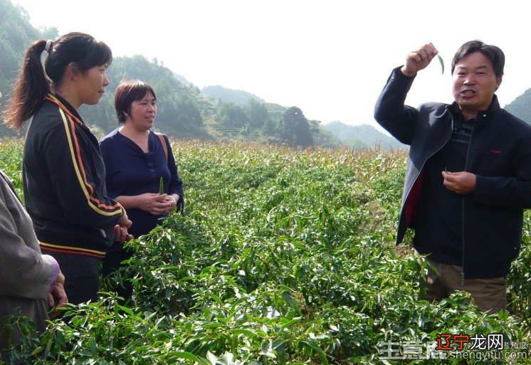 农村如何小本创业,有哪些不错的农村致富小项目