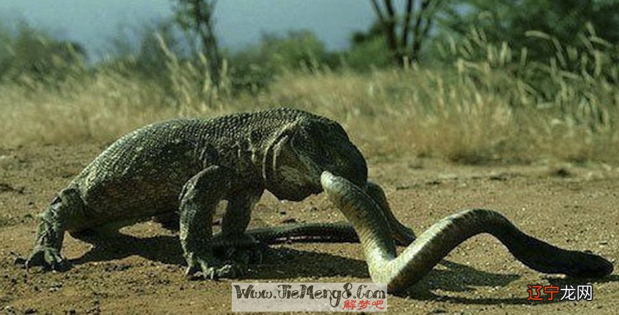 梦见蟒蛇追我_梦见蟒蛇吃蟒蛇_之梦见蟒蛇