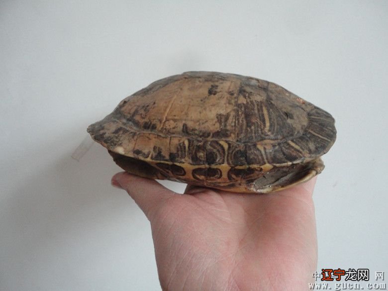 闭壳黄额龟什么价钱_北美黄壳小鳄龟好养吗_龟壳占卜方法