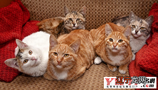 梦见踩到猫屎是什么意思和预兆进行详细解说