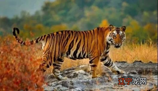 今年属虎人是什么命?今年出生的人五行属什么