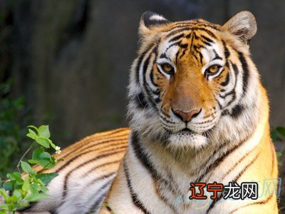 今年属虎人是什么命?今年出生的人五行属什么