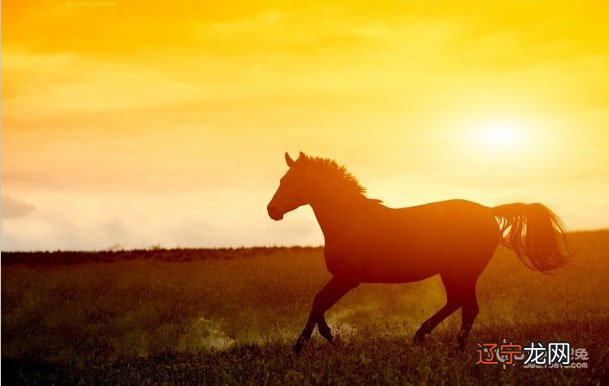 2015年属马的今年多大?运势如何呢?