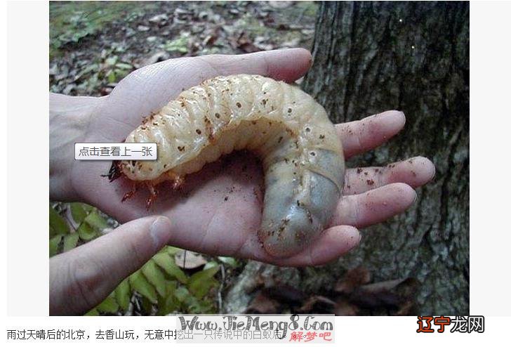 梦见蛆不是是苍蝇的幼虫,很恶心的一种虫子