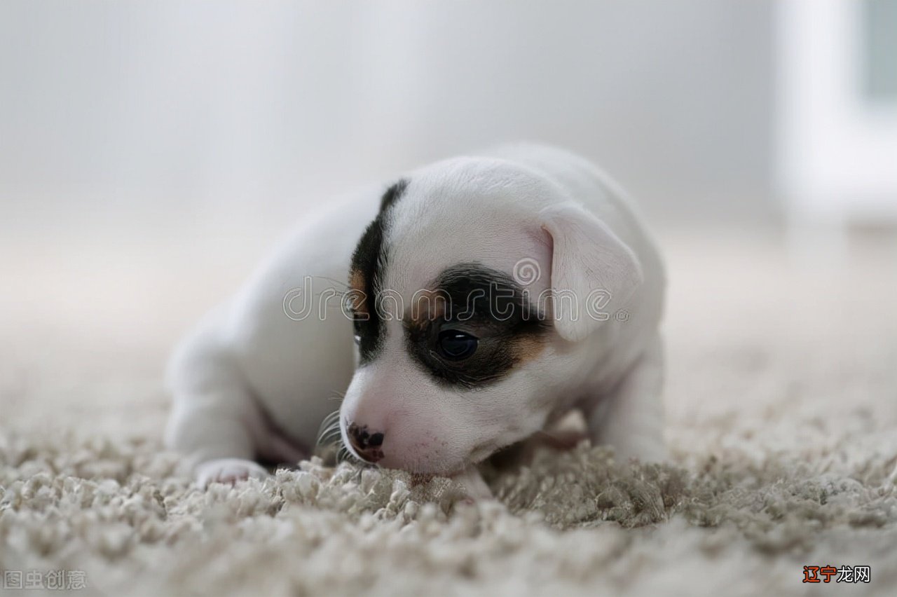 动物上门的说法：猪来穷，狗来富开当铺为啥这样说呢