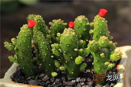 带尖带刺可以化解外面的煞气吗？你知道吗