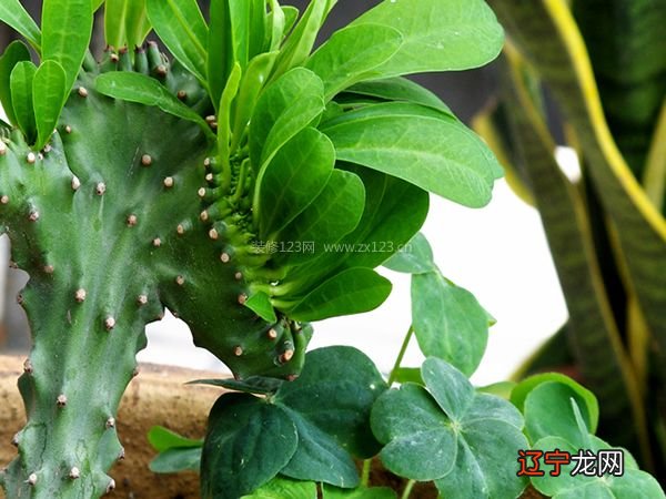 带尖带刺可以化解外面的煞气吗？你知道吗