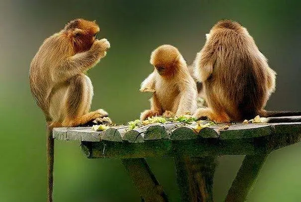 下周喜运加身桃花来袭的3大生肖女，有你吗？