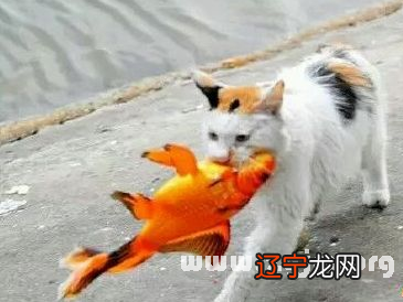 梦境是奇幻的，睡觉做梦是一件再正常不过的事情