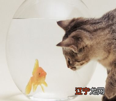 梦境是奇幻的，睡觉做梦是一件再正常不过的事情