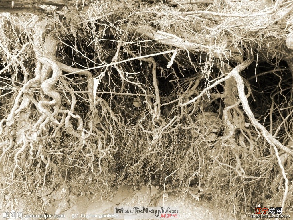 组图 风水堂：梦见枯树残枝