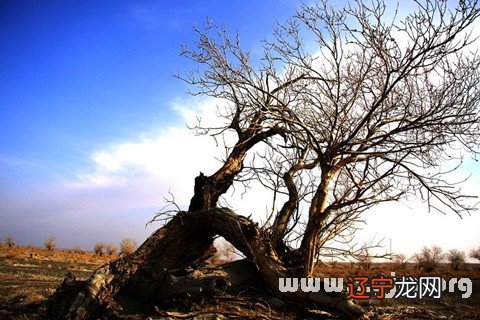 组图 风水堂：梦见枯树残枝