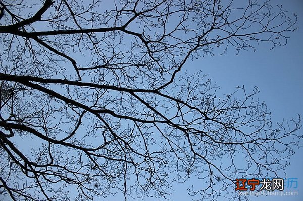 组图 风水堂：梦见枯树残枝