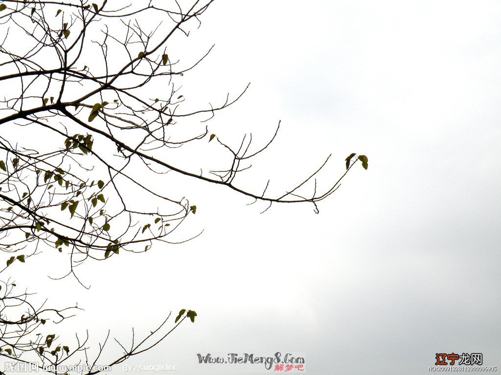 组图 风水堂：梦见枯树残枝