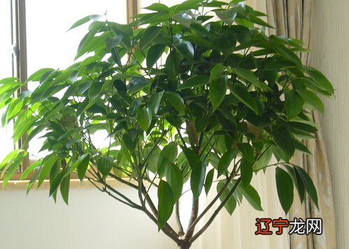 大门系“生气”入口之处的助力，代表男性贵人