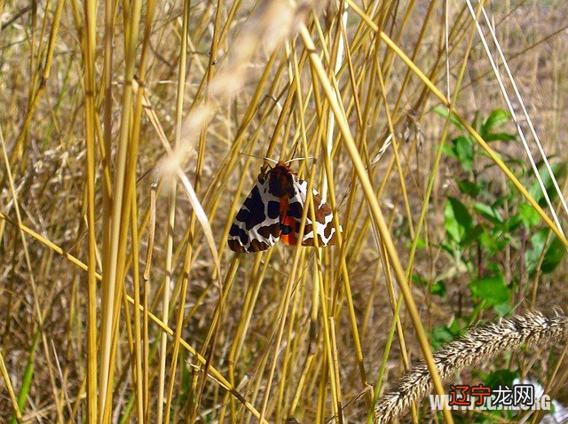 梦见找到路_梦见欠别人钱,那个棒子找到我了_找到自己的路