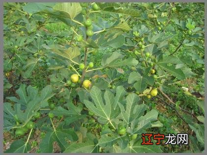 梦到无花果树好不好?是不是别人也会做这个梦?