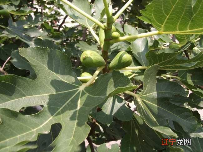 梦到无花果树好不好?是不是别人也会做这个梦?