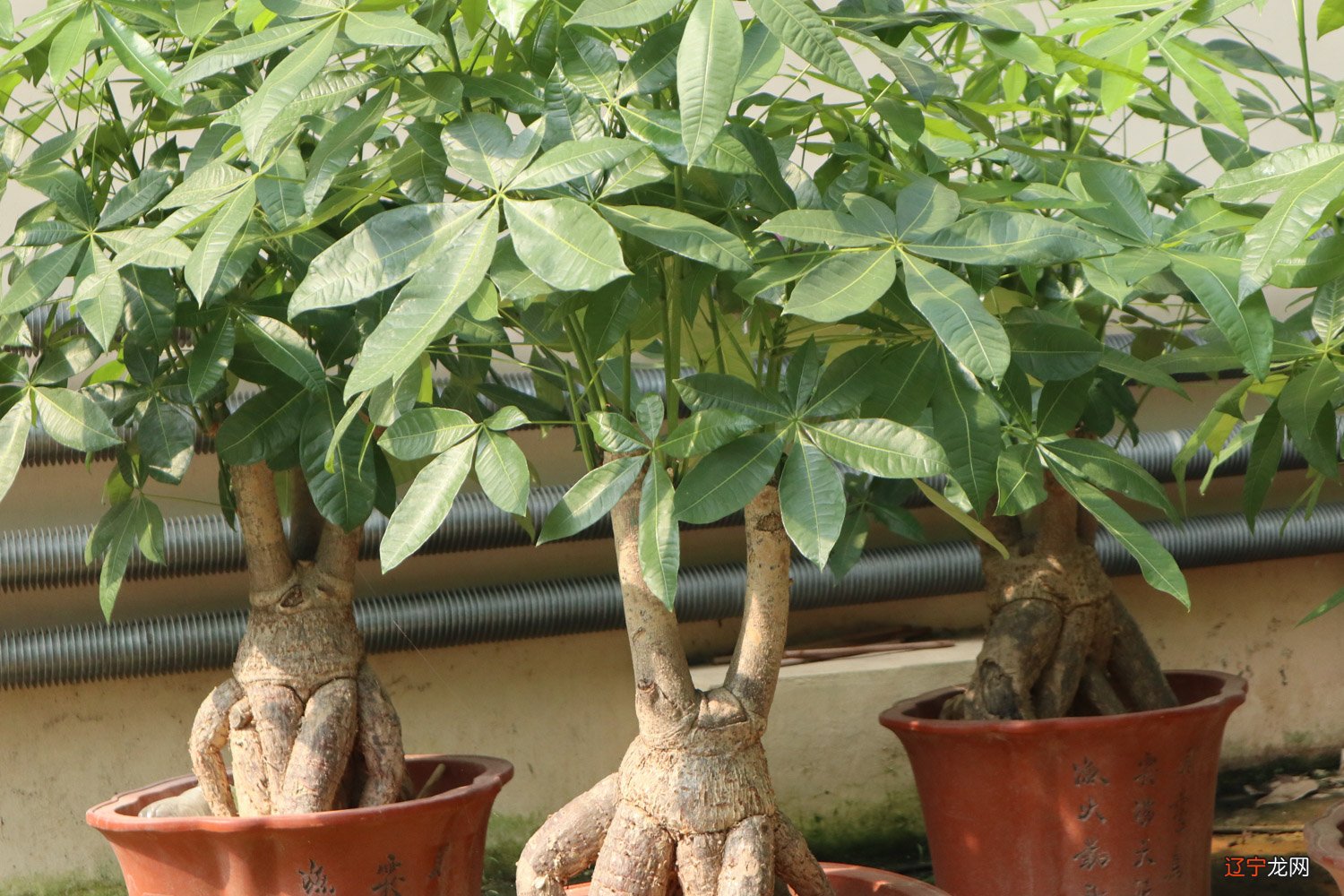 慈世堂：发财树家里的摆放风水的财位