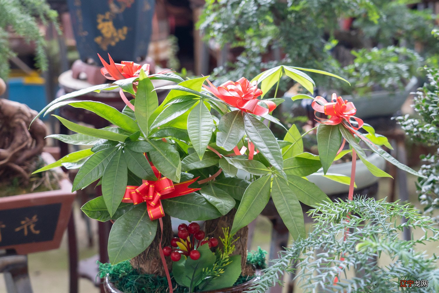 慈世堂：发财树家里的摆放风水的财位