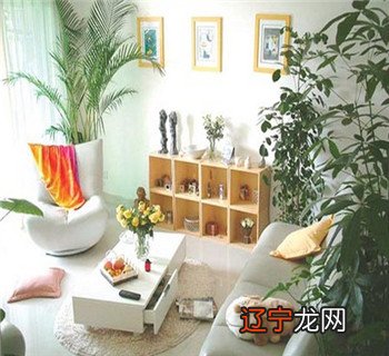 @算卦街算命一条街易经如何看风水?客厅个中的植物摆放风水