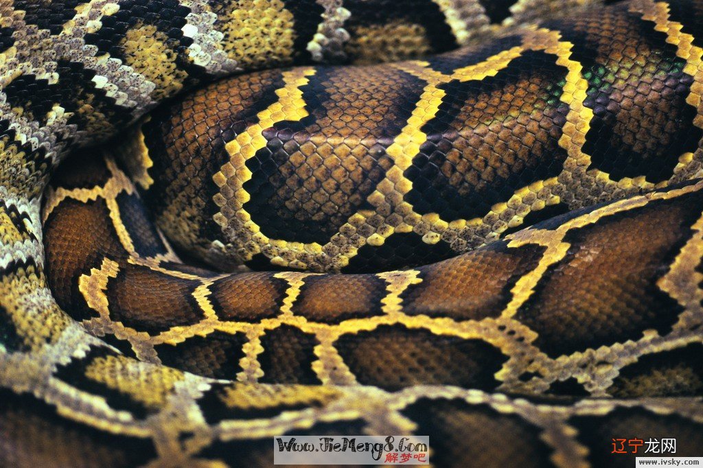 慈世堂:梦见蛇与猫争斗的梦境无瑕