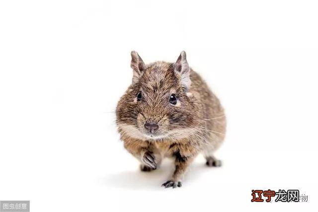 吃亏决不亏，惜福才有福的三个生肖!!