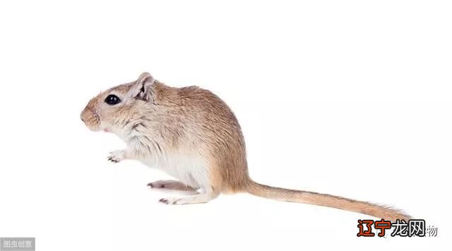 吃亏决不亏，惜福才有福的三个生肖!!