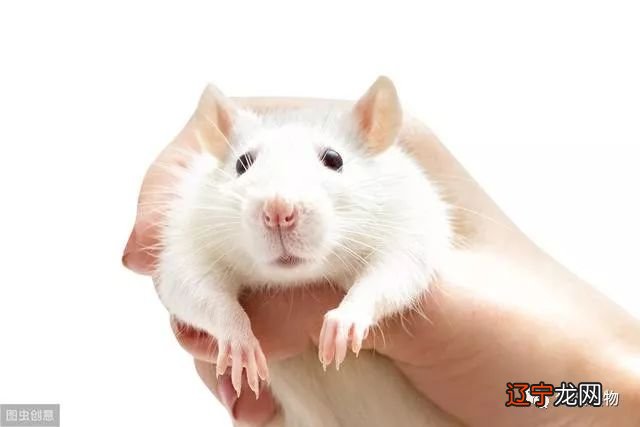 吃亏决不亏，惜福才有福的三个生肖!!