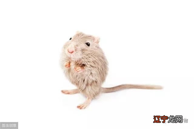 吃亏决不亏，惜福才有福的三个生肖!!