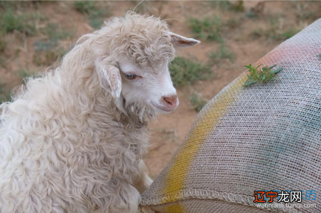 具有这一特性的它与什么属相相克吗?属羊的属相婚配表