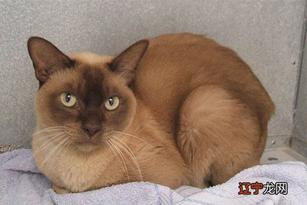 印度灵魂学衍生出的三十六生肖，你知道吗？