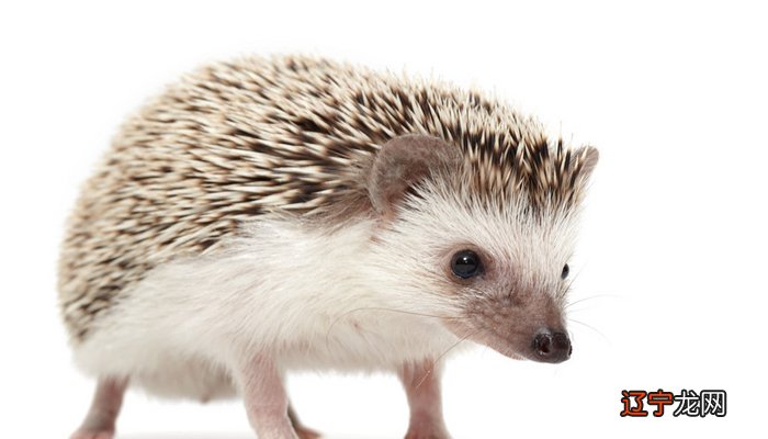 女人梦见刺猬或豪猪的刺,预示梦者将得到领导的认可