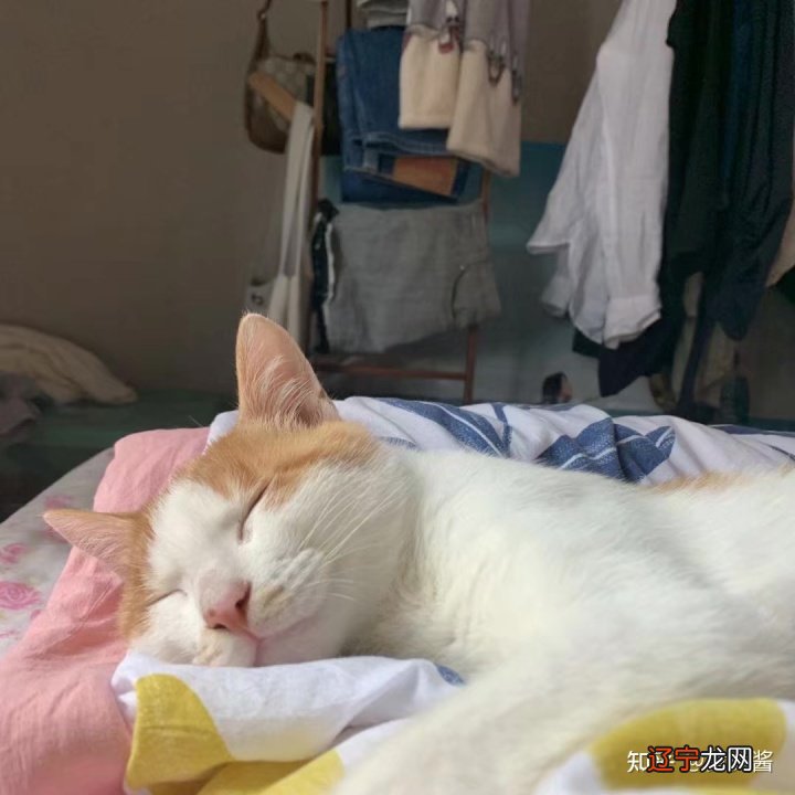 梦见电脑丢了_丢丢平台2.7电脑版_闽南语民歌 丢丢啊丢丢