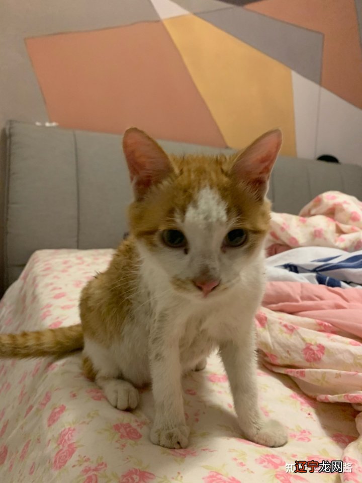 梦见电脑丢了_闽南语民歌 丢丢啊丢丢_丢丢平台2.7电脑版