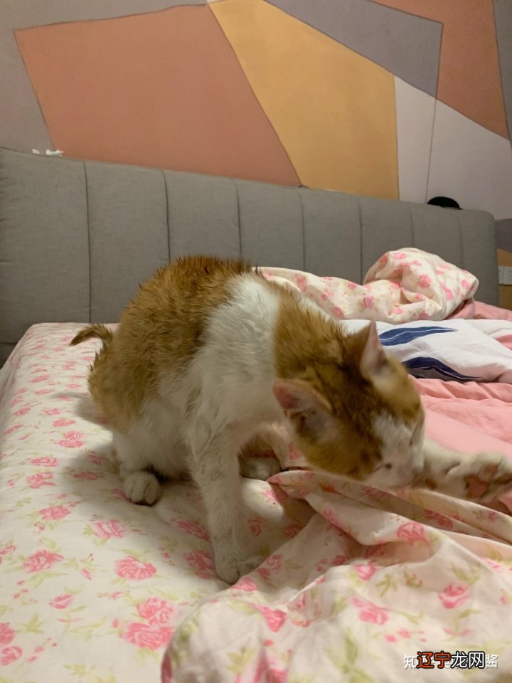 丢丢平台2.7电脑版_梦见电脑丢了_闽南语民歌 丢丢啊丢丢