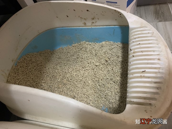 我的猫不是在楼道走丢!是带去楼下,跑出单元门丢的!