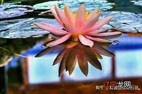 风水堂:末法时期,乱象纷呈,特别是那些附佛外道