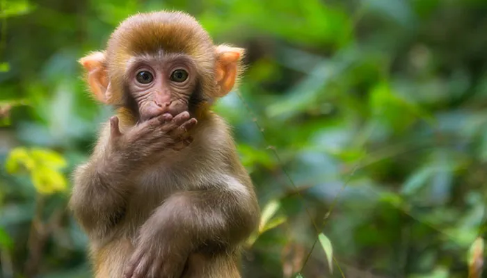 下猴生肖是什么年份生的,而猴生肖出生年份精确对照查询表