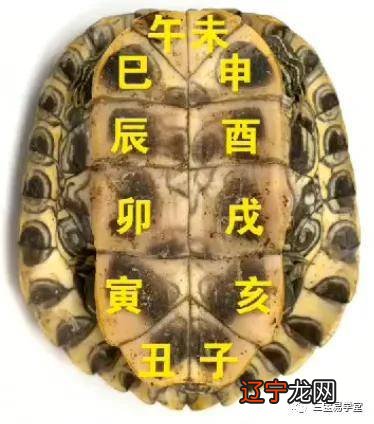 仰仗这些前来问卜求医的人，为什么龟龟的【长寿】是神通技能了