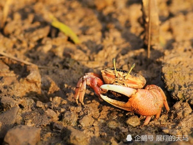 梦见很多螃? 70后人,温柔和善,人品好脾气好,跟她接触过的人都很喜欢