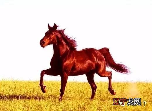 红马故事：我梦见了红马和我相伴走天涯。
