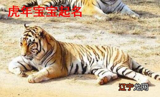 彤 虎年女孩取名最佳用字柔性柔!