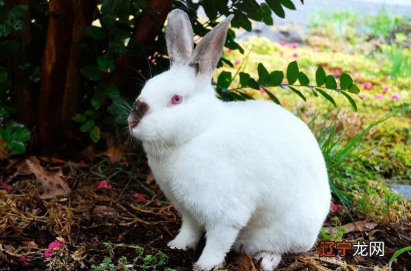 87的属什么生肖_1968属什么生肖属相属什么_1975年属什么生肖属