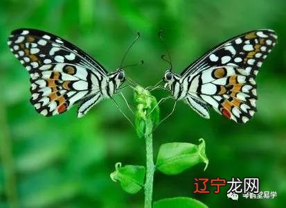 八字羊刃格劫财格区别_八字天元两干格不杂_八字格局杂气正印格什么意思