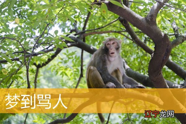 梦见骂妻妾_梦见骂情人是什么意思_梦见自己骂别人